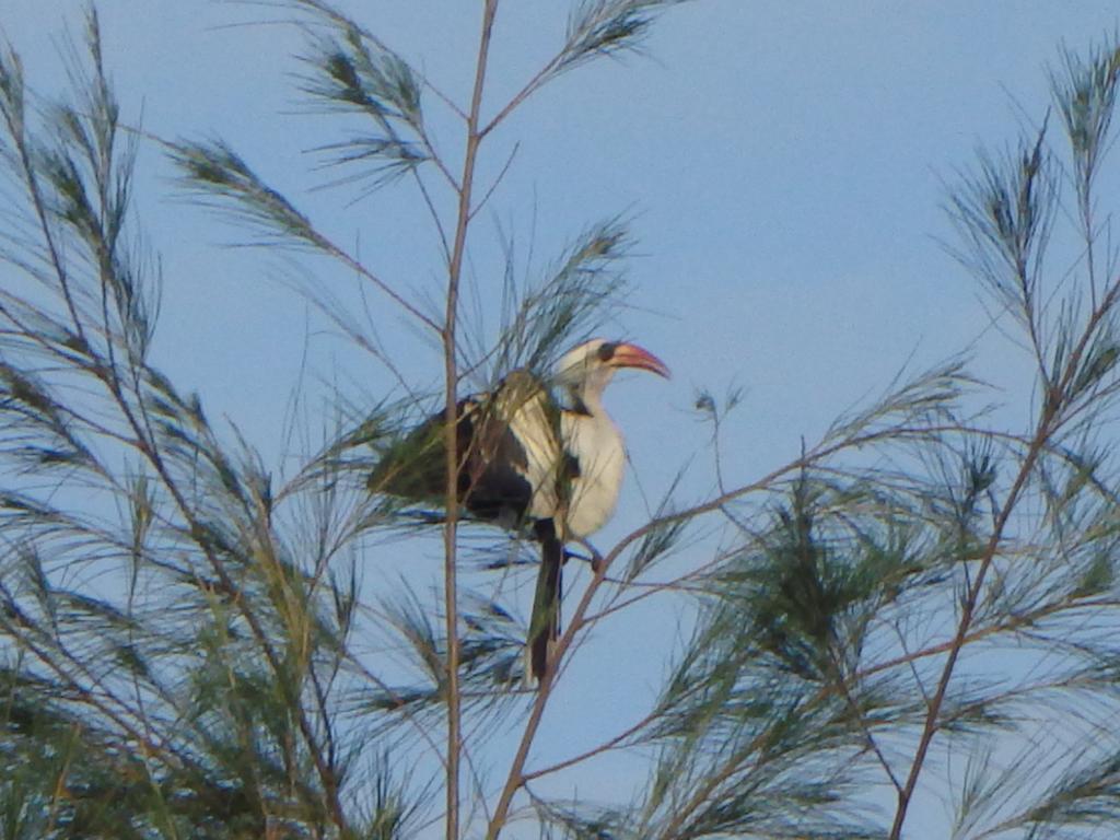 Bazouk Du Saloum Ecolodge Mar Lodj Bagian luar foto